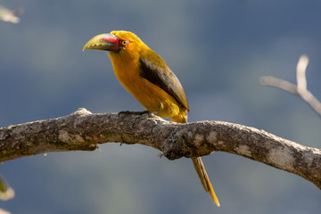 Colorfull Saffron Toucanet (Aracai-banana) on a tree branch in the Atlantic rainforest, at The Itatiaia National Park, Brazilian conservation unit of integral nature protection.