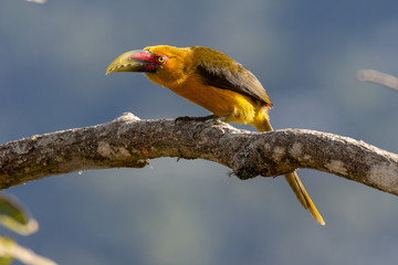 Colorfull Saffron Toucanet (Aracai-banana) on a tree branch in the Atlantic rainforest, at The Itatiaia National Park, Brazilian conservation unit of integral nature protection.