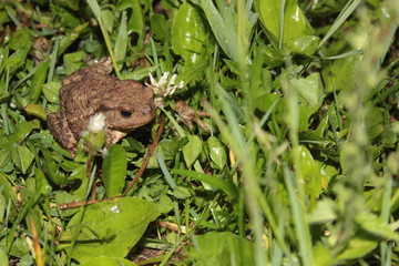 Obraz premium Nature