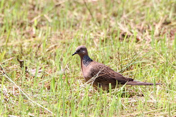 Bird in the grass