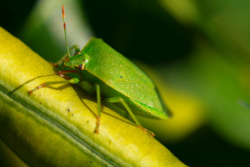 fotografia macro de pequeño insecto verde