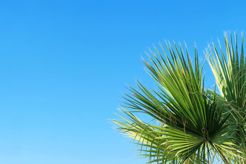 palm leaves against blue sky, copy space