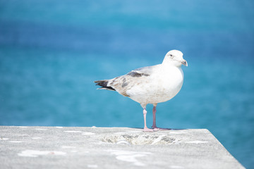 海鳥