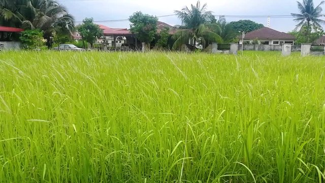 the calming movement of blown grass