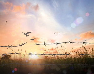 International migrants day concept: Silhouette of bird flying and barbed wire over autumn sunset...