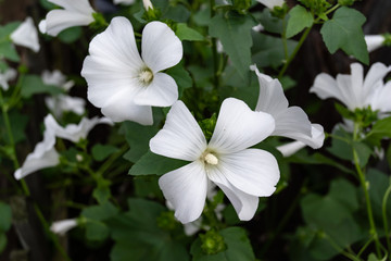 White flowering Petunia in the garden