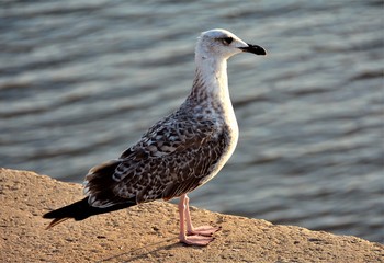 a seagull sitting on a stone