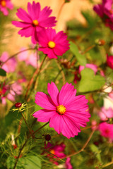 cosmea   -   schmuckkörbchen