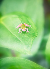 frog on a leaf