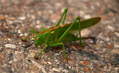 große Heuschrecke  grün      Tettigonia viridissima