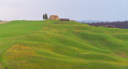Fototapeta na wymiar Wavy grass field on the hill side at Tuscany area, Italy.