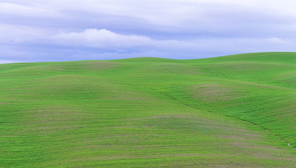 Wavy grass field on the hill side at Tuscany area, Italy.