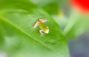frog on a leaf