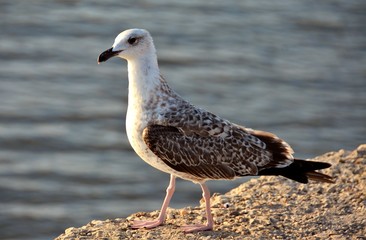 seagull on a rock