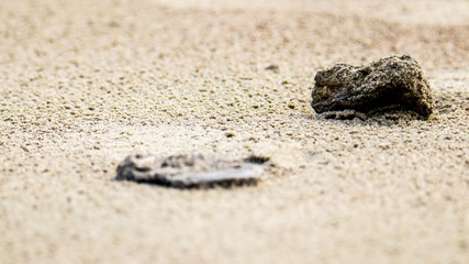 Folly Beach, SC - 2.17.2019