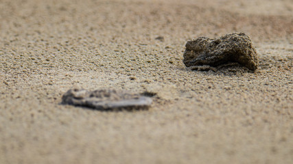 Folly Beach, SC - 2.17.2019