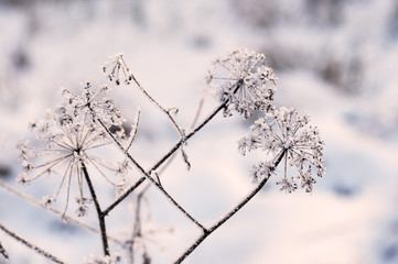 Dry grass in winter forest covered with hoarfrost close up