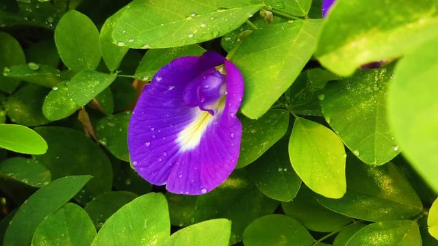 Close up shots of blue butterfly pea flower with green leaves in the background.