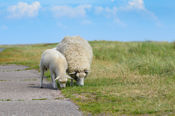 Schafe auf Sylt