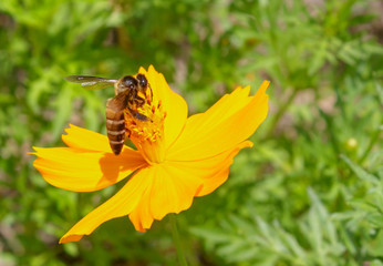 Bee sucking nectar of flowers