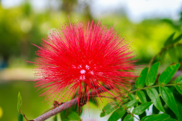 red flower red powder puff