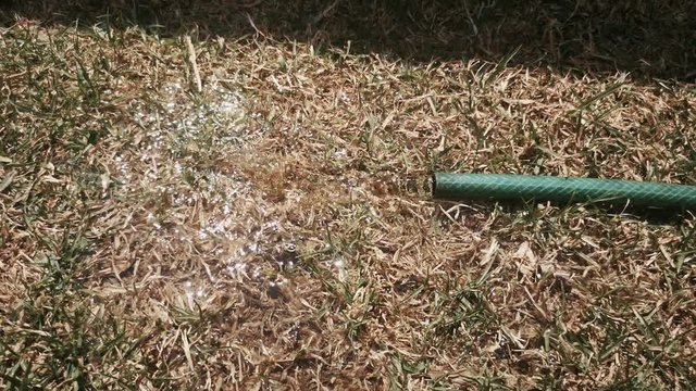 Handheld, water flowing from garden hose on dry grass