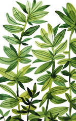 Watercolor green leaves on white background	