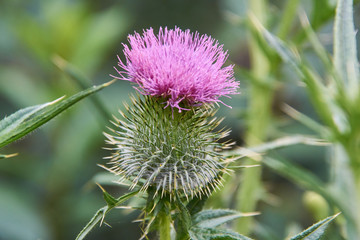 thistle flower