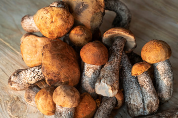 Wild Mushrooms on table closeup 