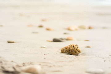 shell on the beach