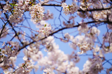 満開の美しい桜、日本