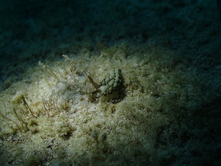 Obraz premium 不思議なデザインの小さいウミウシ