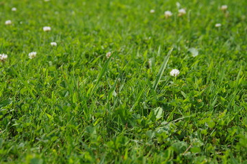 芝生に生えた花