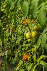 Photo with red and green tomatoes ripening in the greenhouse on the bushes.