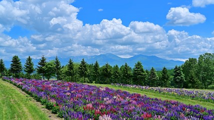 十勝連峰をバックに咲く満開のルピナス＠富良野、北海道
