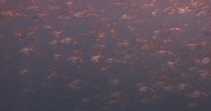 School of Gafftopsail pompano from the reefs of the sea of cortez, mexico.