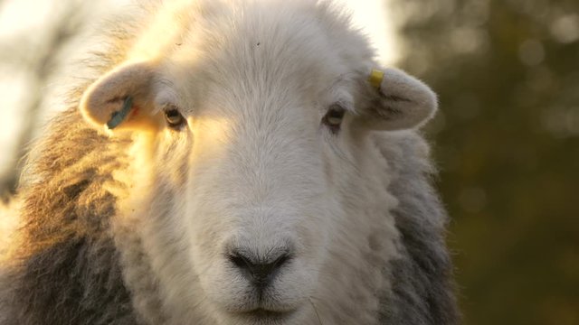 Slow motion herdwick sheep breathing on a cold day in British farm field 