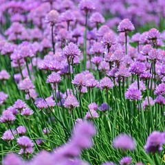 可憐できれいな満開のエゾネギの花＠富良野、北海道