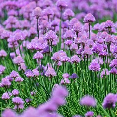 Obraz premium 可憐できれいな満開のエゾネギの花＠富良野、北海道