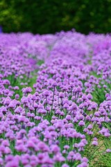 Obraz premium 可憐できれいな満開のエゾネギの花＠富良野、北海道