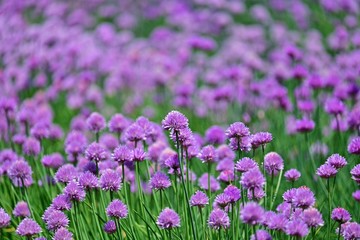 可憐できれいな満開のエゾネギの花＠富良野、北海道