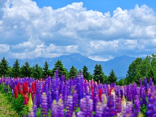 十勝連峰をバックに咲く満開のルピナス＠富良野、北海道
