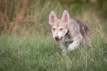Saarloos Wolfhund Saarlooswolfhund Welpe