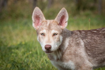 Saarloos Wolfhund Saarlooswolfhund Welpe