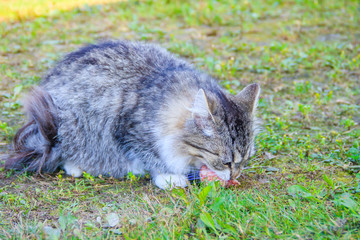 Feeding domestic cats. A lot of cats. Clean, well-groomed cats eat on the grass. Pets.