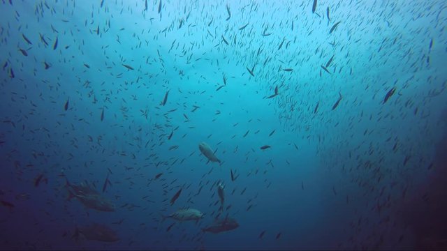 School of jackfish clear the way. Cutting a route through the other fish.