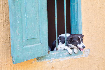 A black-and-white dog poked its head through the bars of the window.Horizontally.