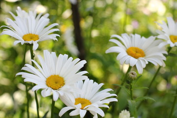white Daisy garden on green background on a sunny day
