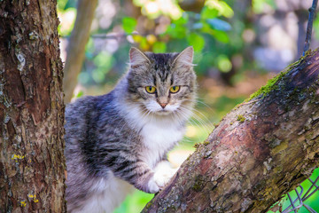 Naklejka na ściany i meble Fluffy cat is sitting on a tree branch. Pet. Cat for a walk in the yard. The cat is climbing trees.