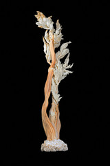 Dried celery stalk with leaves in color with a black background